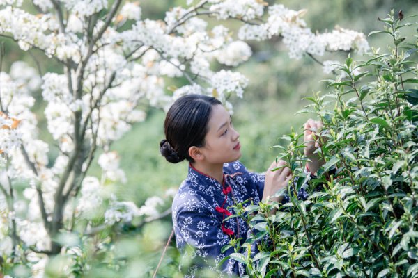 智慧种茶、跨界破圈、青年返乡，苏州东山让千年茶香“潮”起来